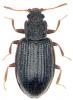 Latridius consimilis